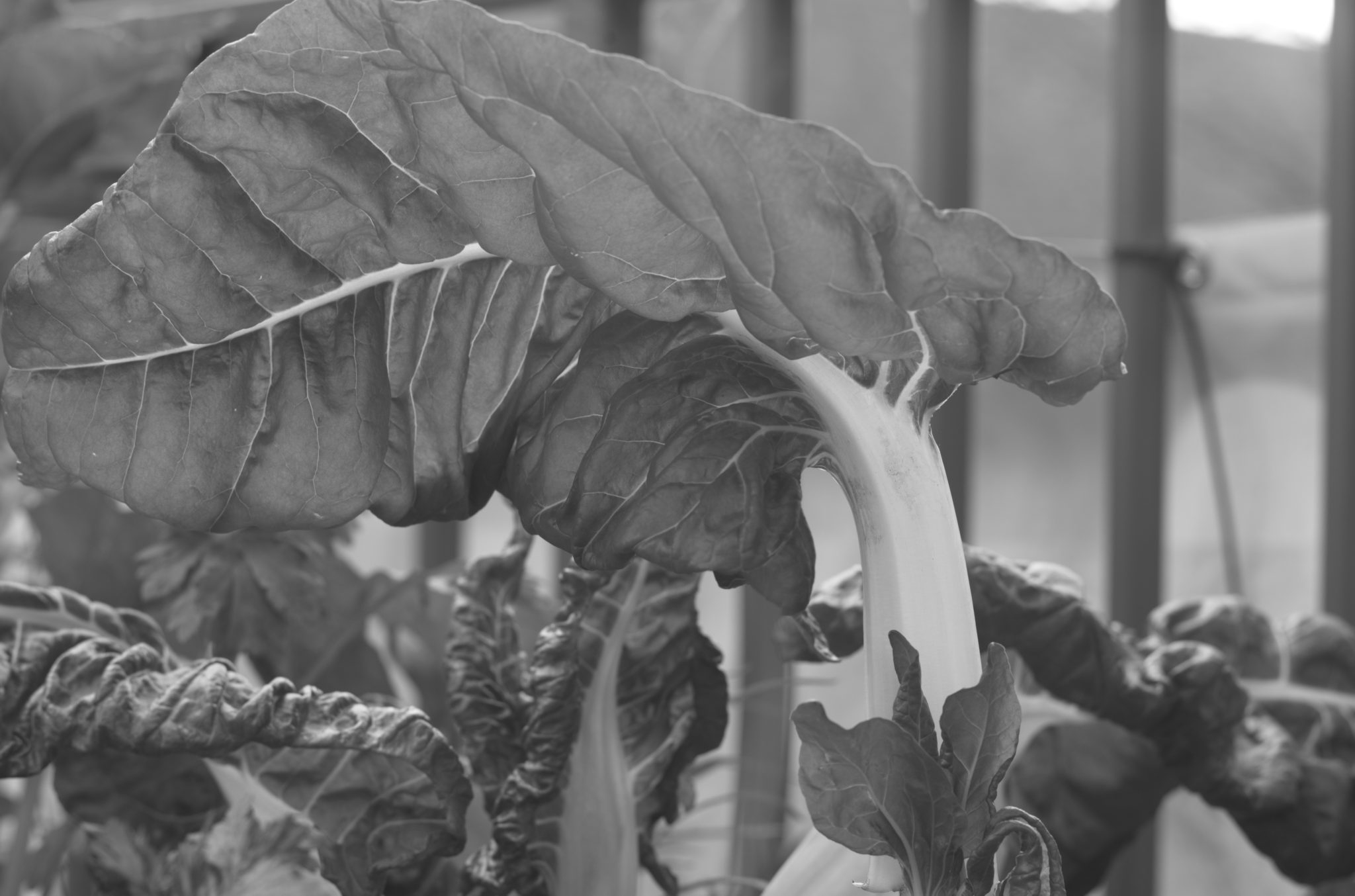 20210602  Gruen(t)raumHeimfeld 013